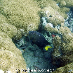 Yellowtail Damselfish on the inside reef at Lauderdale by... by Michael Kovach 